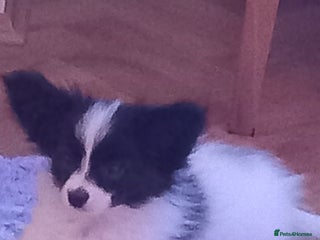 Papillon dogs 2 beautiful examples of this beautiful breed - Advert 6