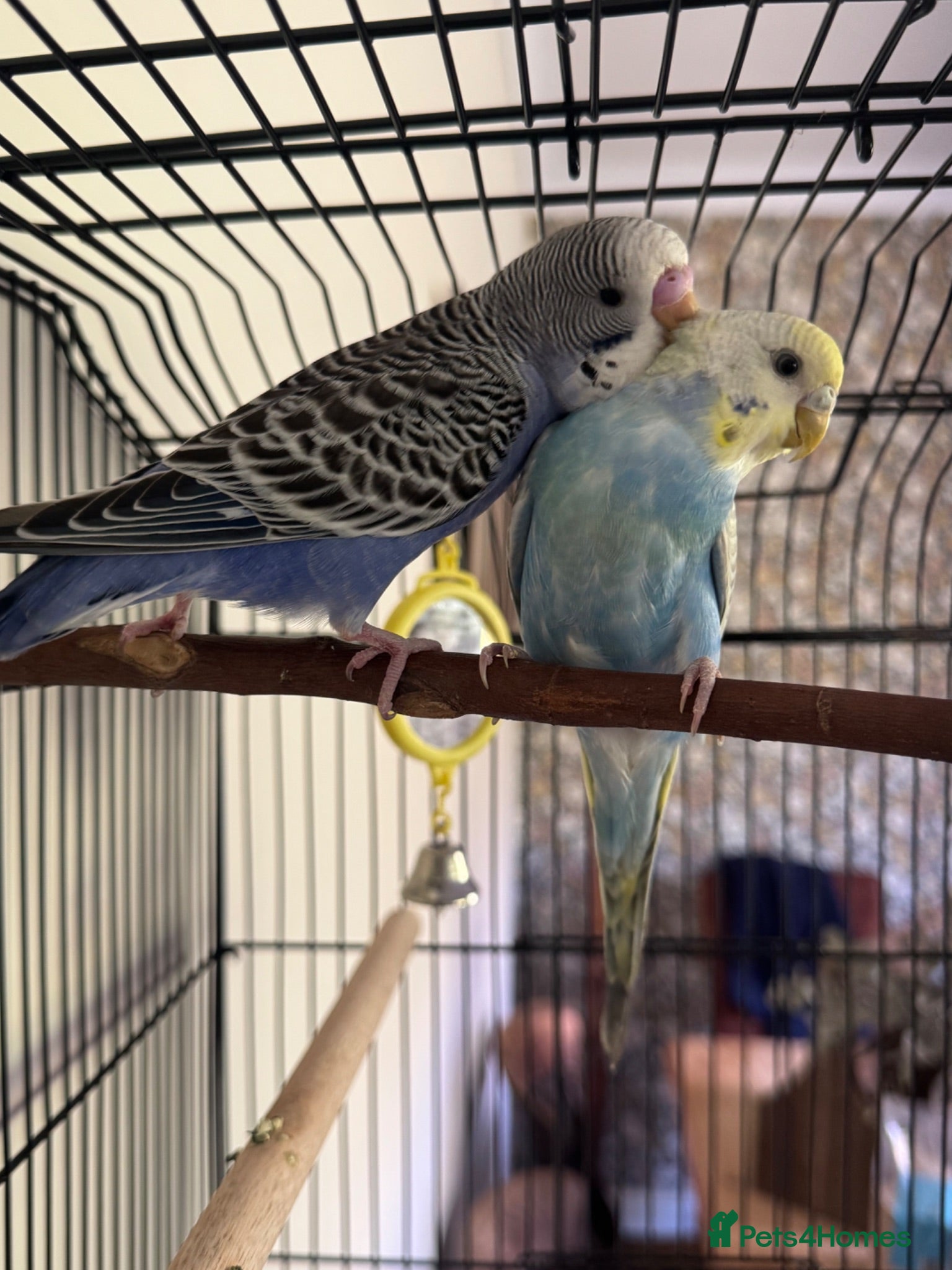 Budgerigars birds for sale: Bonded Budgies For Sale  - Advert 1