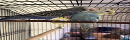 Budgerigars birds for sale: Bonded Budgies For Sale  in Wolverhampton - Advert 1