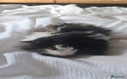 Guinea Pig rodents for sale: Baby bonded guinea pigs - Image 2