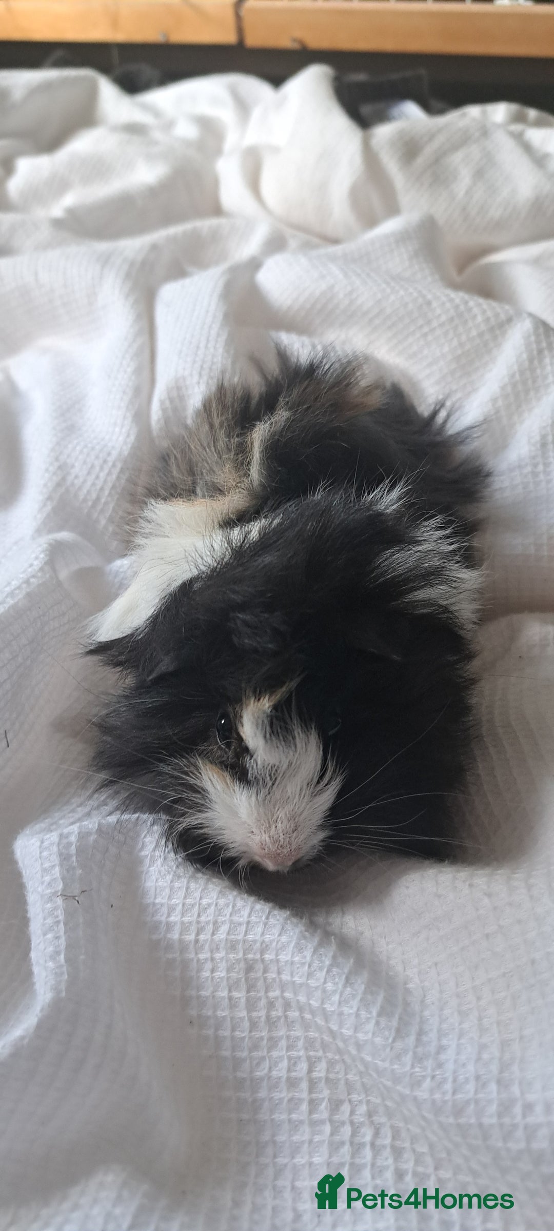 Guinea Pig rodents for sale: Baby bonded guinea pigs - Image 2