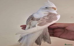 Cockatiels birds for sale: Young Cockatiels available for new homes - Image 2