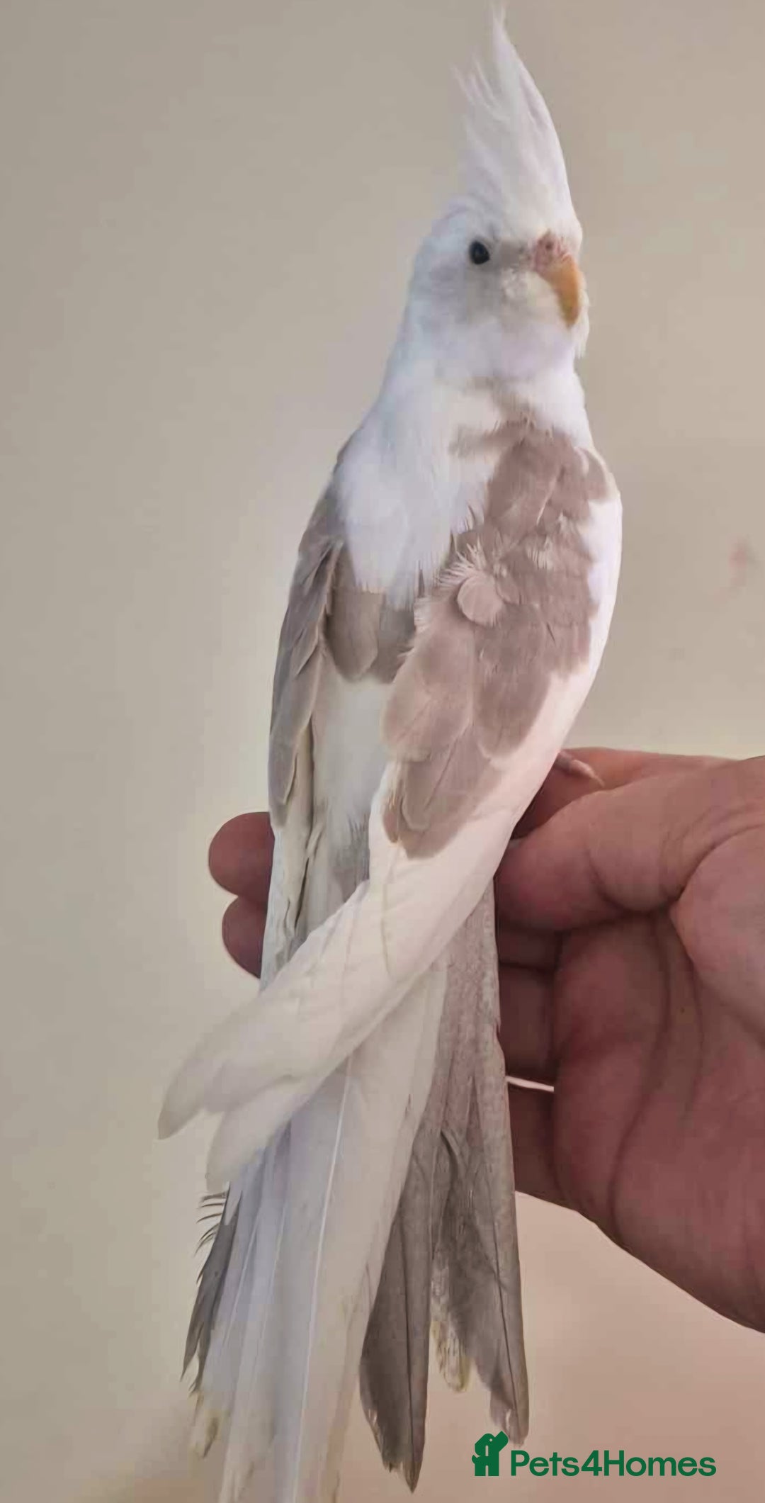 Cockatiels birds for sale: Young Cockatiels available for new homes - Image 2