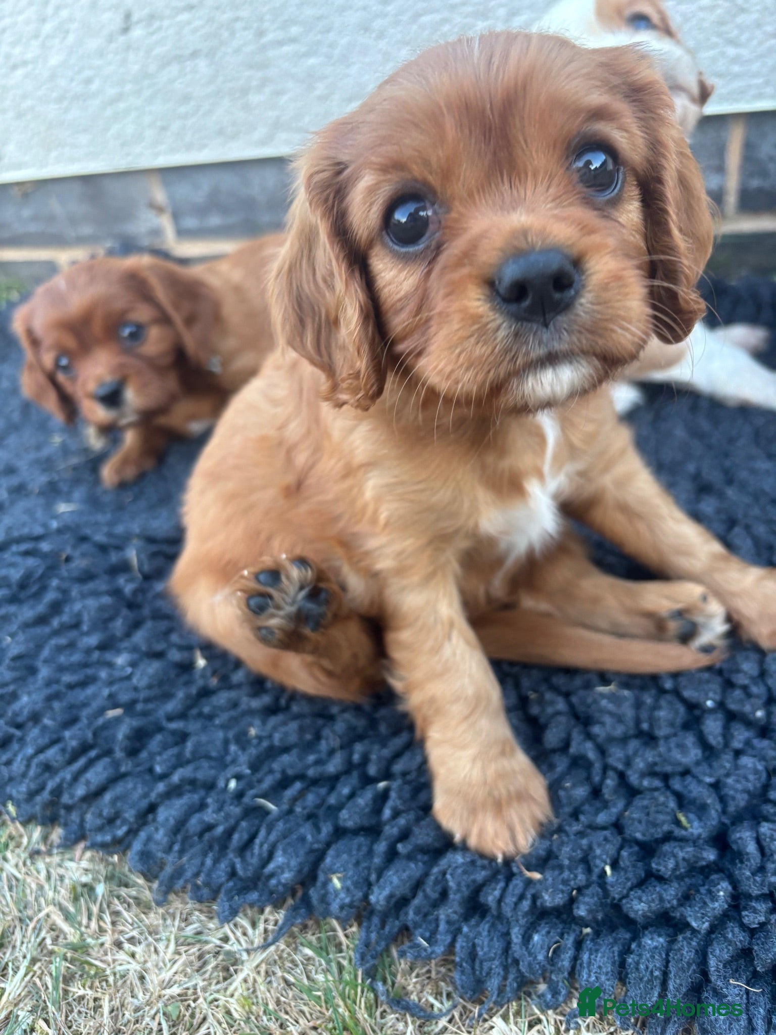 Cavalier King Charles Spaniel dogs KC Reg Ruby Boy available 💛 - Advert 2
