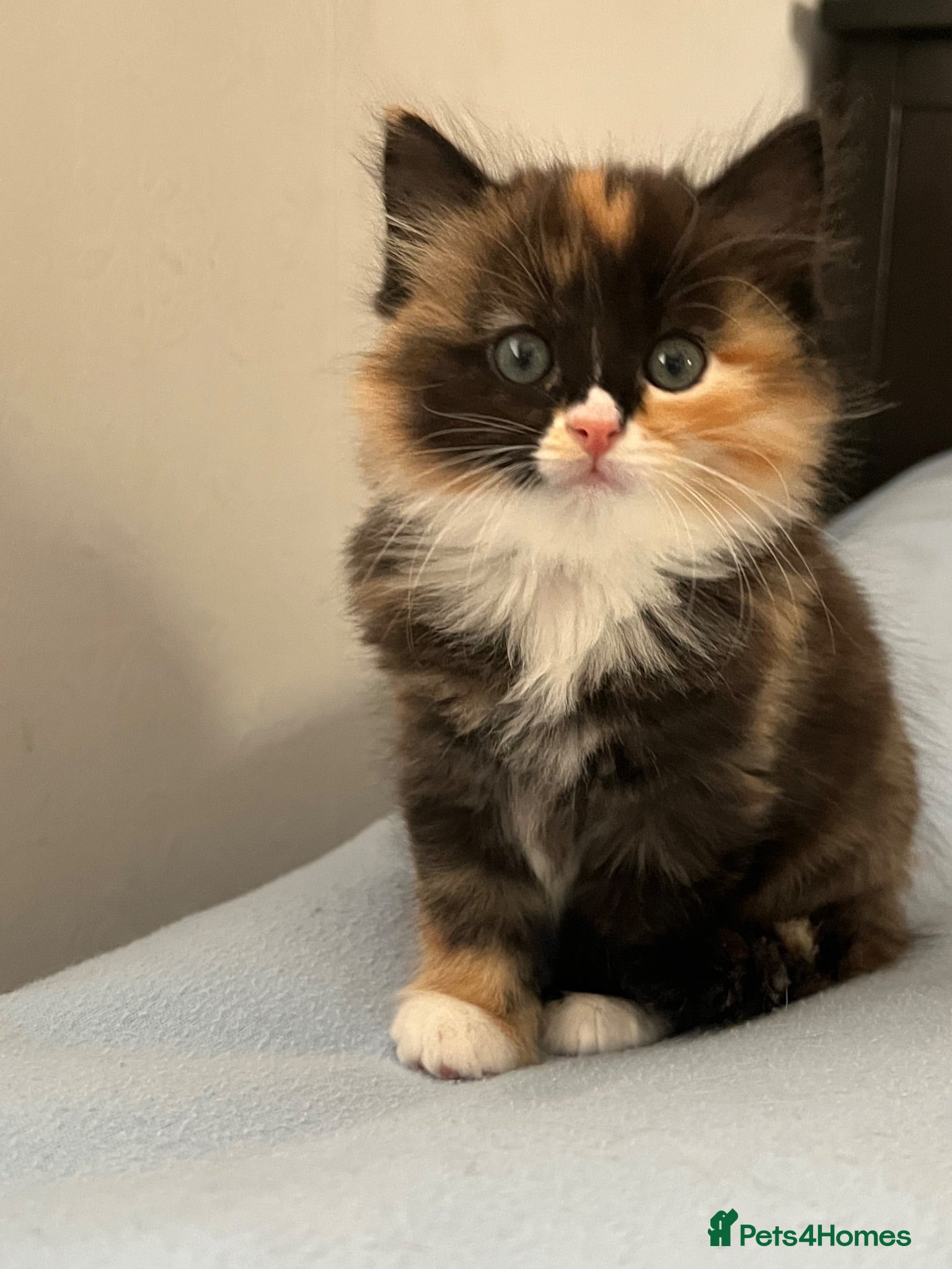 Mixed Breed cats Beautiful Ragdoll x kittens for sale  - Advert 1