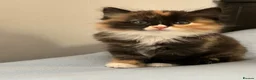 Mixed Breed cats for sale: Beautiful Ragdoll x kittens for sale  - Advert 1
