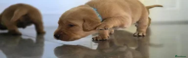 Labrador Retriever Green