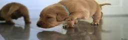 Labrador Retriever dogs for sale: Little Labradors, Ready for Their Next Adventure in Derby - Advert 32
