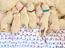 Golden Retriever dogs Champion lines~ Old English Cream~ DNA tested - Advert 16