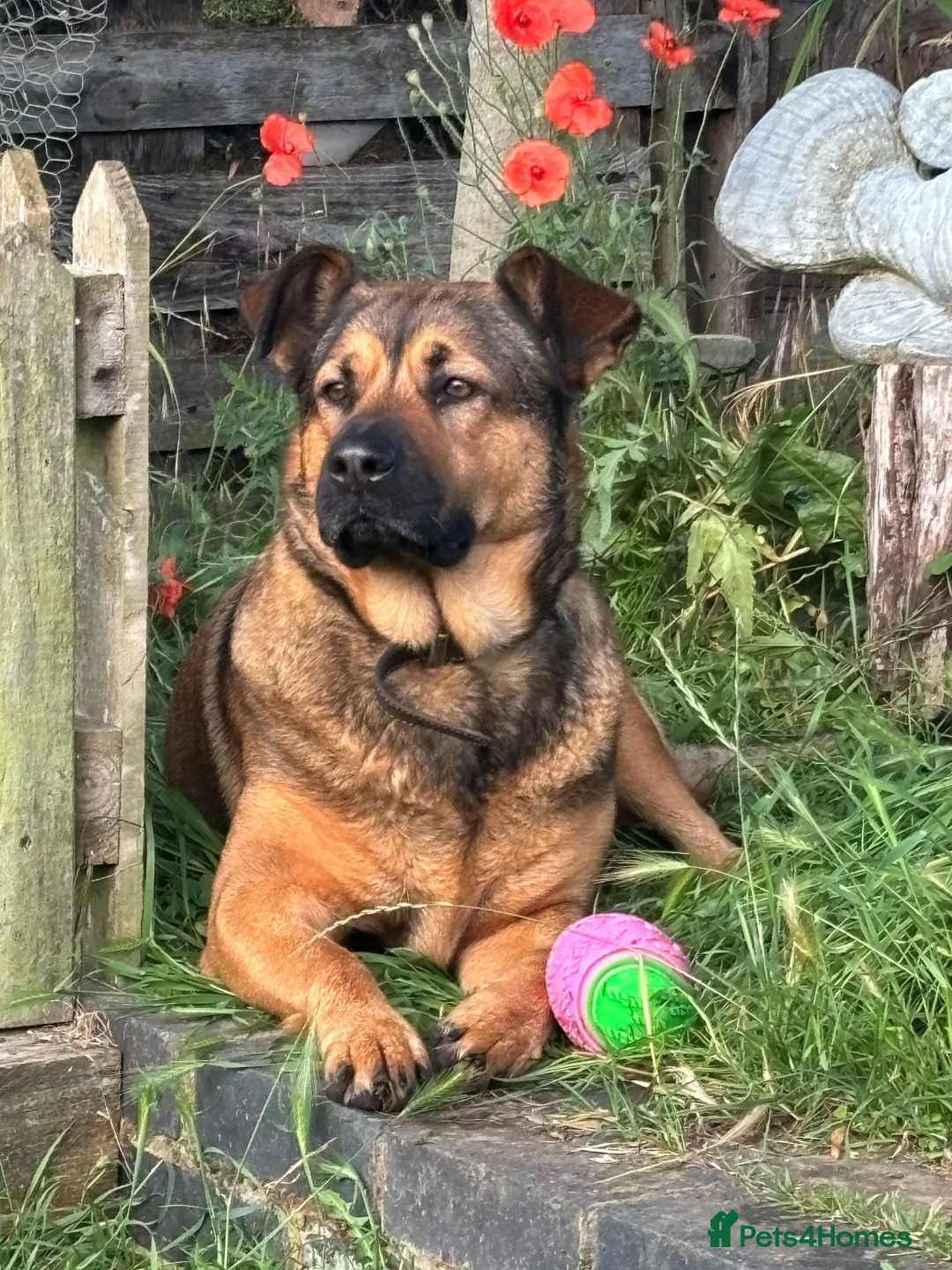 Mixed Breed dogs for sale: German Shepherd X Puppies for Sale in Sandy - Advert 2