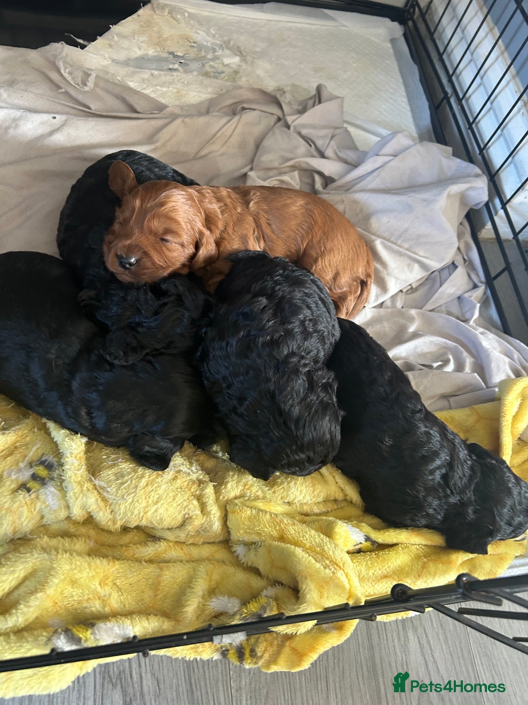Mixed Breed dogs for sale: Cavalier-poo  - Image 9