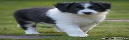 Border Collie dogs for sale: Handsome ISDS registered male puppy - Advert 5