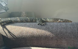 Monitor reptiles for sale: Nile monitor  - Image 4