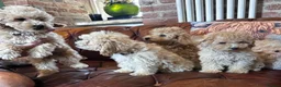 Miniature Poodle dogs for sale: FOUR BEAUTIFUL APRICOT MINIATURE POODLE PUPPIES - Advert 17