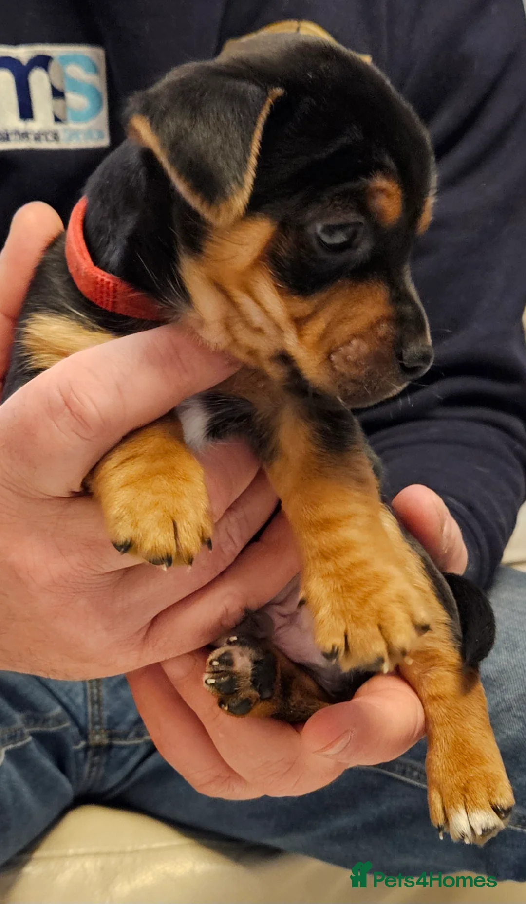 Jack Russell dogs for sale: Gorgeous Jack Russell pups ready to reserve - Advert 16