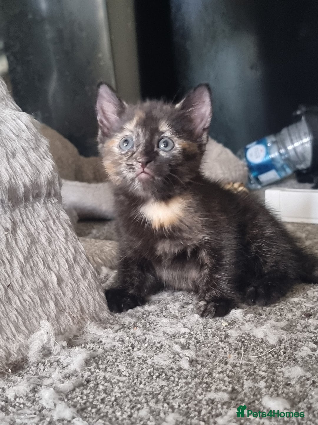 Domestic Shorthair cats for sale: Tortie and black 2 girl cats - Image 2
