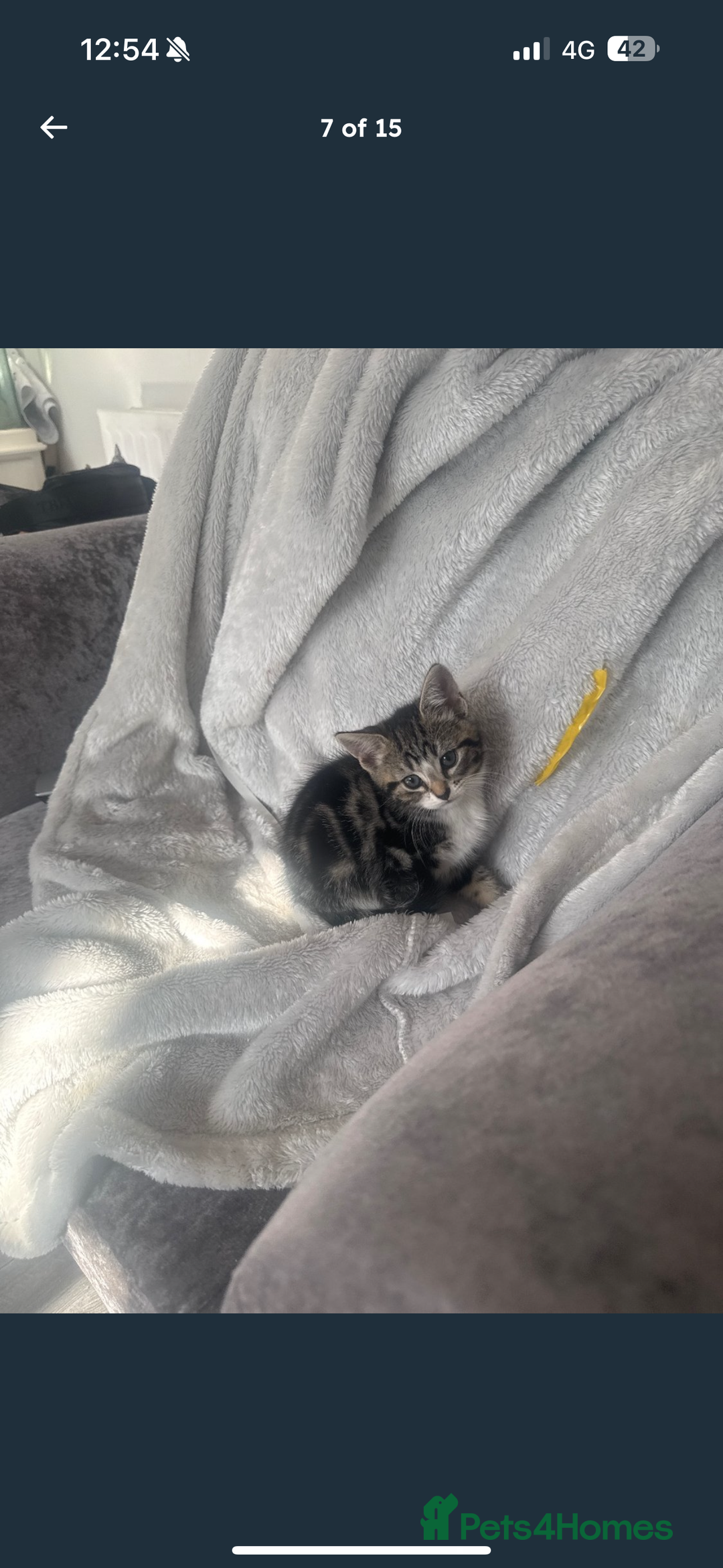 Mixed Breed cats for sale: 3 beautiful kitty’s 🥹 - Image 6