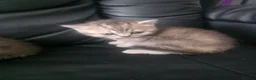 Scottish Fold cats for sale: Scottish fold kittens  for sale - Advert 4