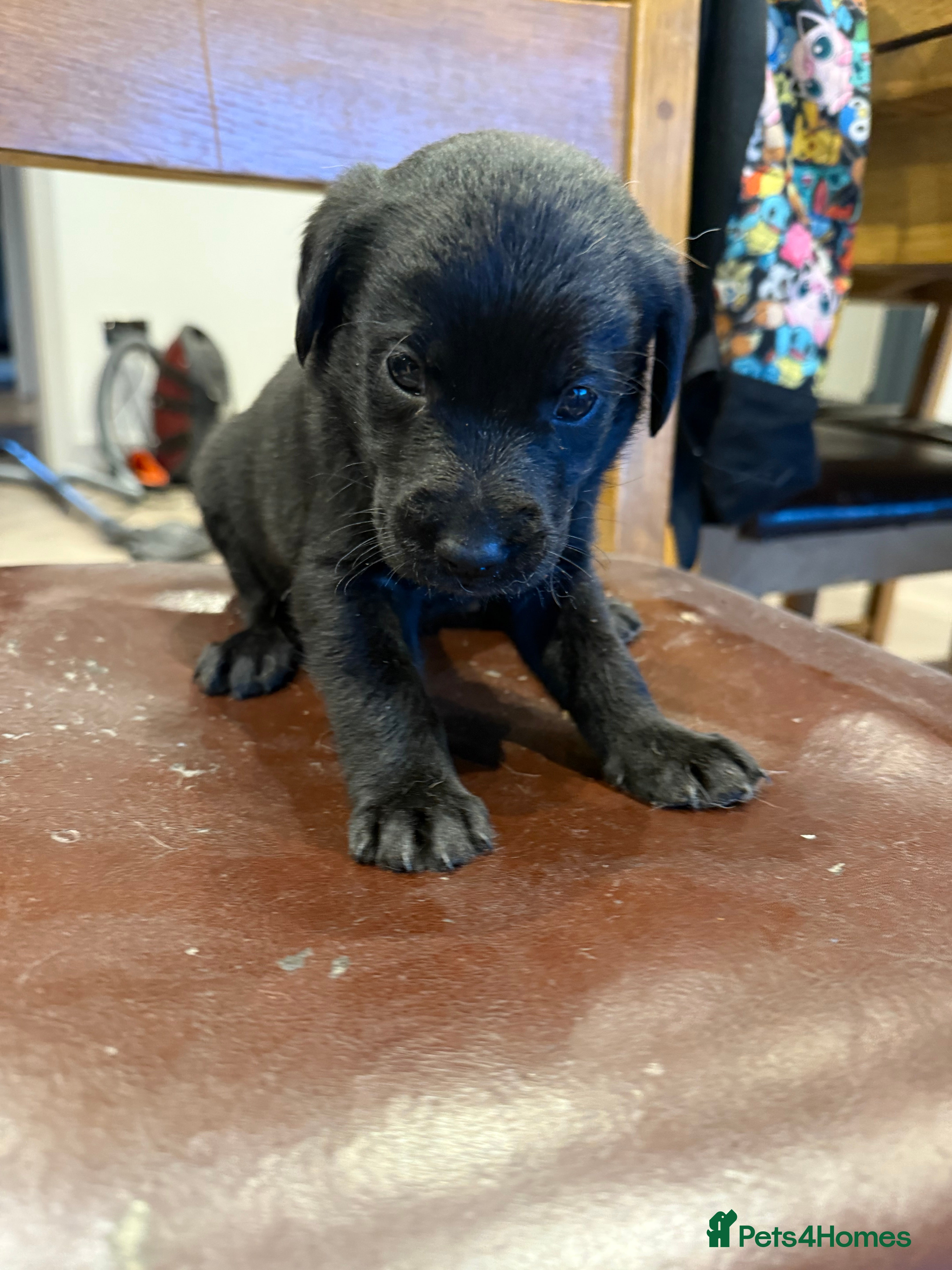 Labrador Retriever dogs 3 beautiful girls left  - Advert 1