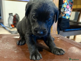 Labrador Retriever dogs 3 beautiful girls left - Advert 3