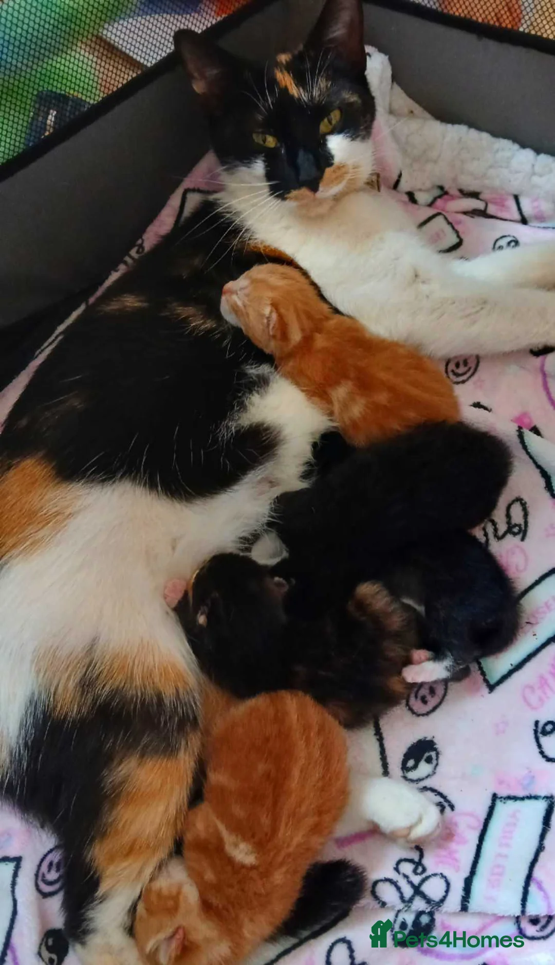 Mixed Breed cats for sale: Litter of 5 kittens for sale  - Advert 5