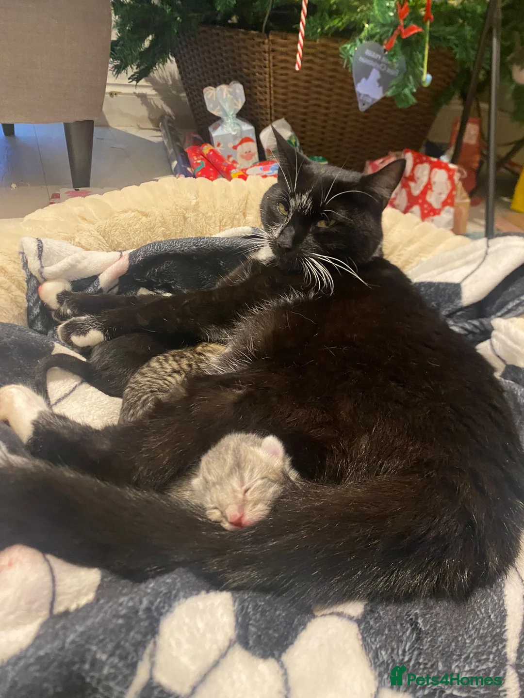 Mixed Breed cats for sale: 10 week old Male and female kittens  - Advert 1