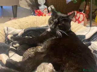 Mixed Breed cats 10 week old Male and female kittens - Advert 1