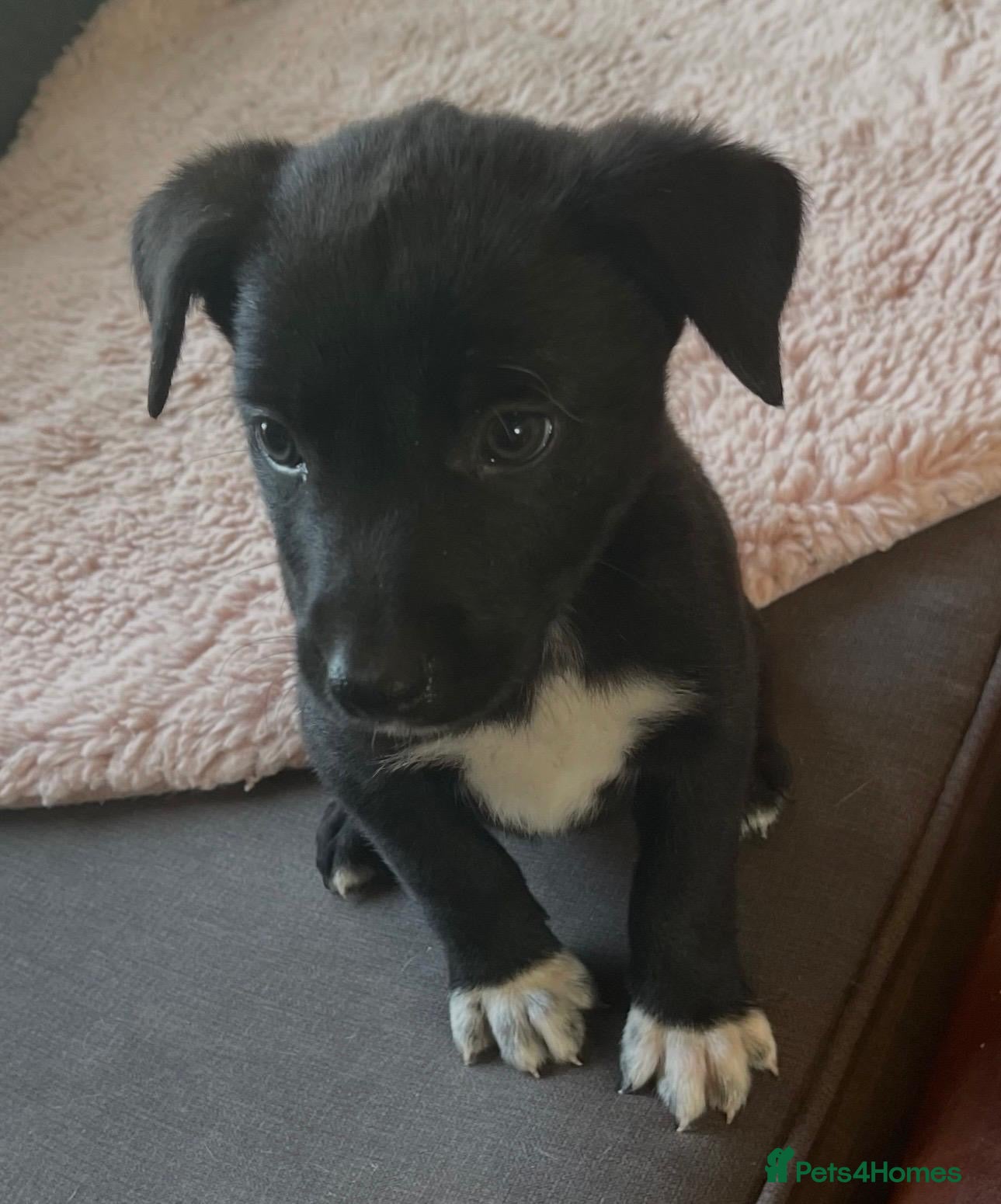 Borador dogs Collie x Labrador’s  - Advert 2