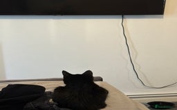 British Shorthair cats for sale: FREE 2 month old kitten - Image 6