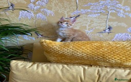 Maine Coon cats for sale: GCCF Registered Maine Coons Ready 16th August  in Banbury - Image 36