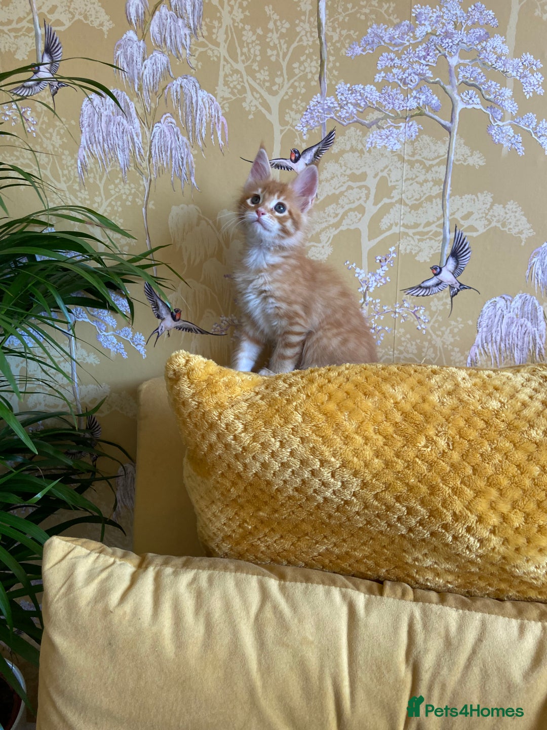 Maine Coon cats for sale: GCCF Registered Maine Coons Ready 16th August  in Banbury - Image 36