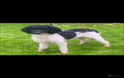 Miniature Poodle dogs for stud: Jerry the parti poodle  - Image 1