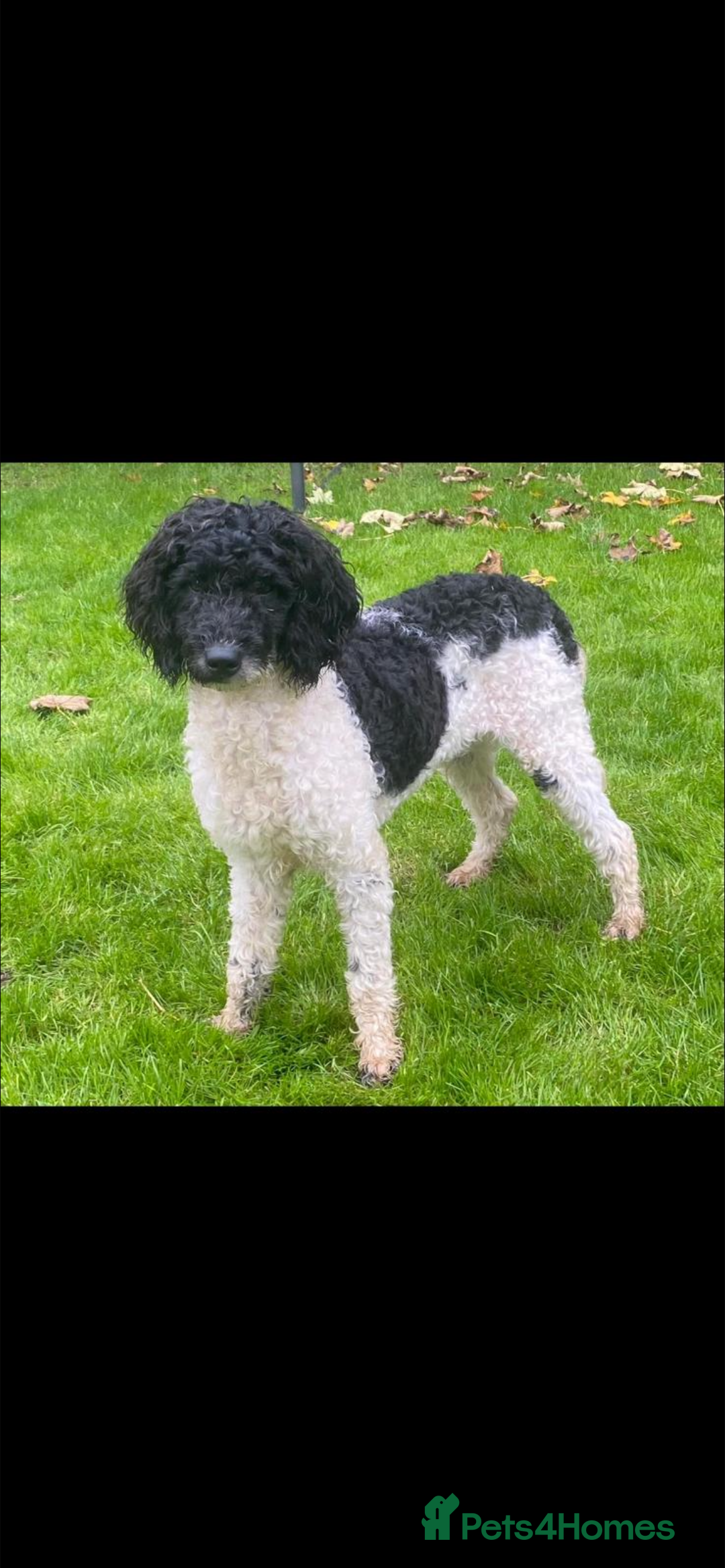 Miniature Poodle dogs for stud: Jerry the parti poodle  - Image 1