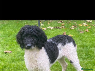 Miniature Poodle dogs - Advert 4