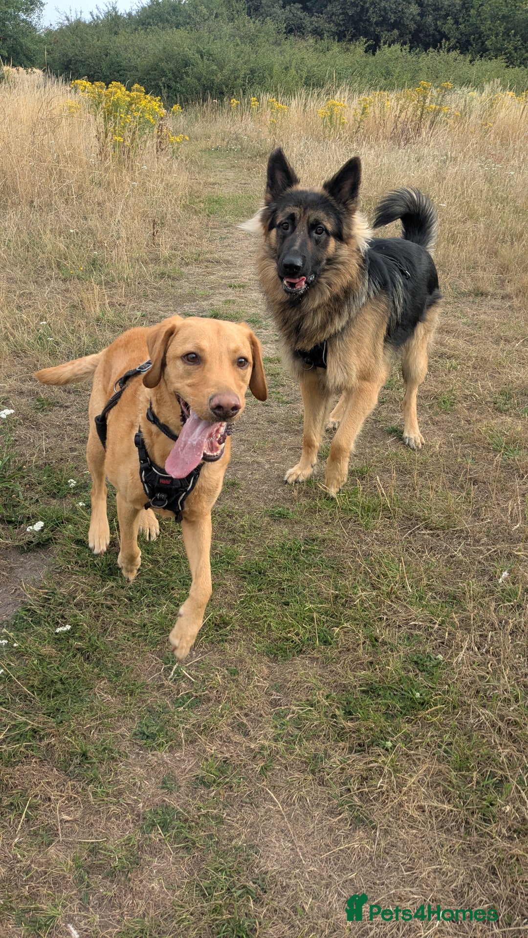 German Shepherd dogs for sale: Nearly 2 year old GSD for rehoming - Image 3