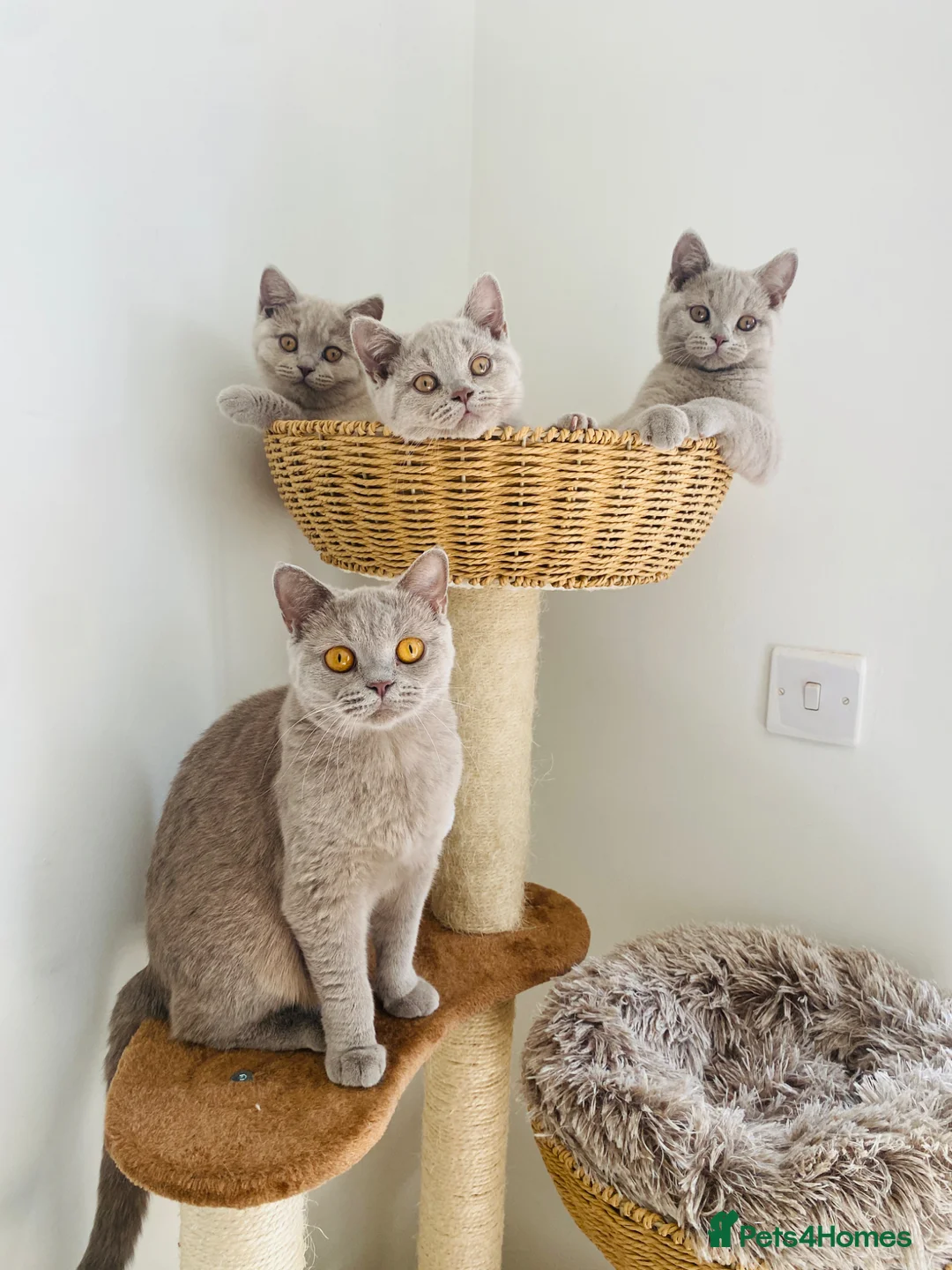 British Shorthair cats for sale: GCCF -SPECTACULAR  -British Shorthair kittens  - Advert 1