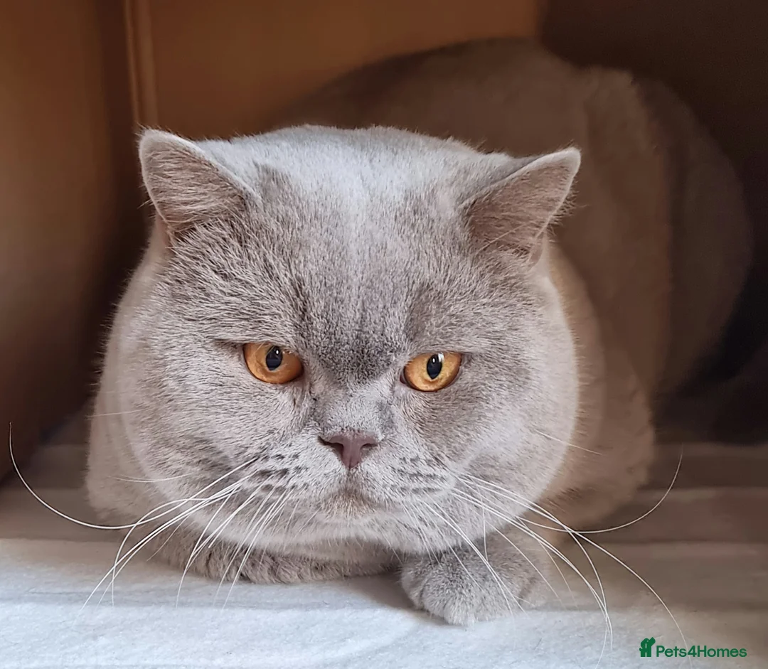 British Shorthair cats for stud: GCCF Reg. Stunning BSH Lilac Stud 🐈 in Derby - Advert 2