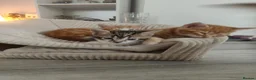 Mixed Breed cats for sale: 4 adorable kittens  - Advert 26