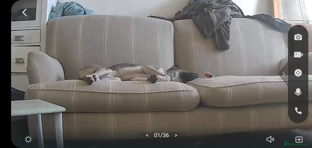 Mixed Breed dogs for sale: Meet Holly! - Advert 2