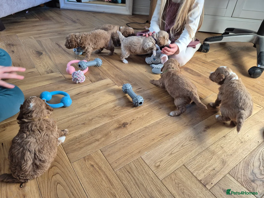 Cockapoo dogs for sale: Last boy remaining. F1B red cockapoo puppies - Advert 10