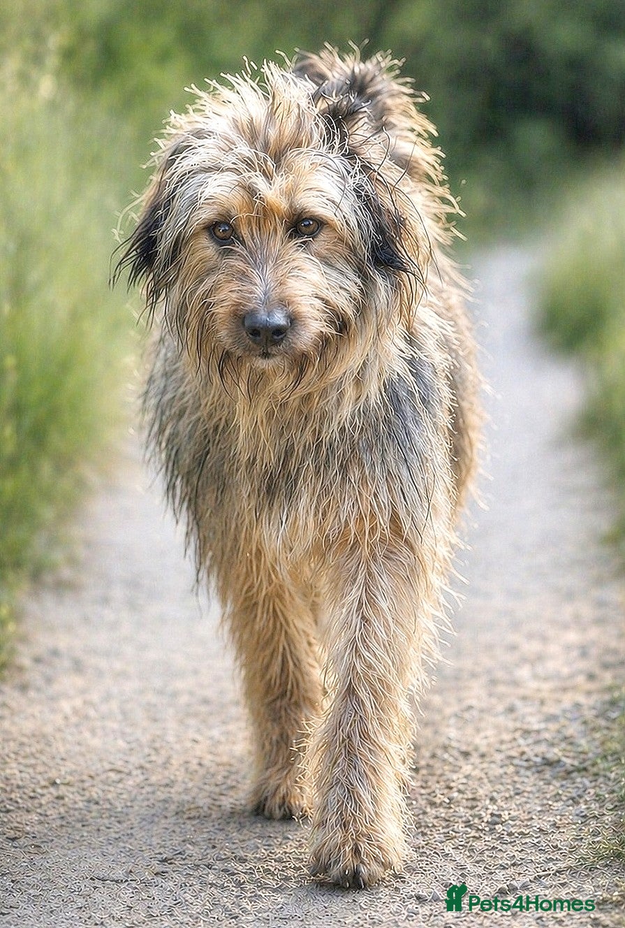 Mixed Breed dogs 🐾 Jules – Beauty, Brains & a Heart of Gold ❤️ - Advert 1