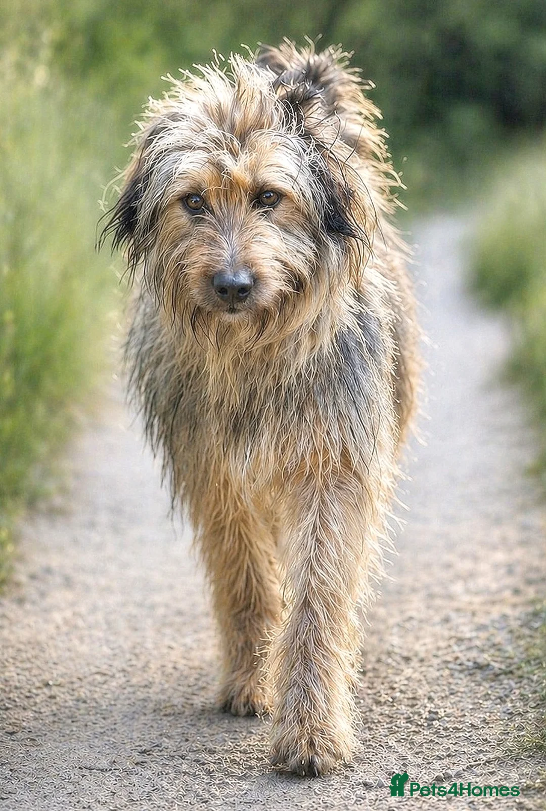 Mixed Breed dogs for adoption: 🐾 Jules – Beauty, Brains & a Heart of Gold ❤️ - Advert 1