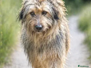 Mixed Breed dogs 🐾 Jules – Beauty, Brains & a Heart of Gold ❤️ - Advert 1