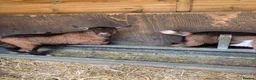 Goats livestock for sale: Purebred Pygmy goat kids  - Advert 9