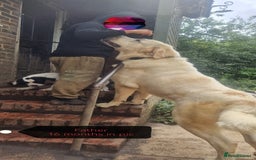Central Asian Shepherd dogs for sale: Beautiful Alabai Mastiff puppies  in Pulborough - Image 29