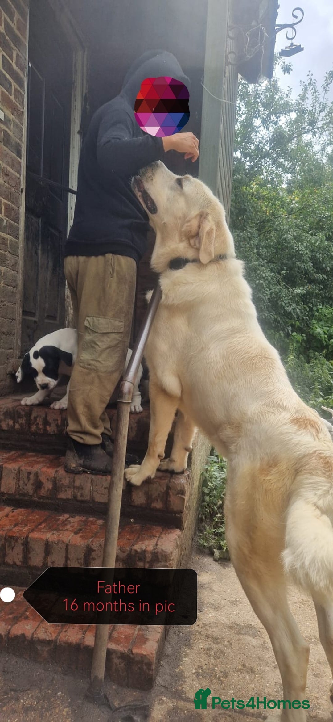 Central Asian Shepherd dogs for sale: Beautiful Alabai Mastiff puppies  in Pulborough - Image 29