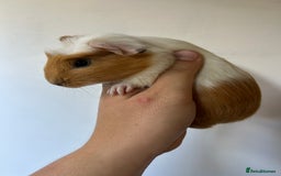 Guinea Pig rodents for sale: Beautiful Baby Guineapig For sale - Image 4