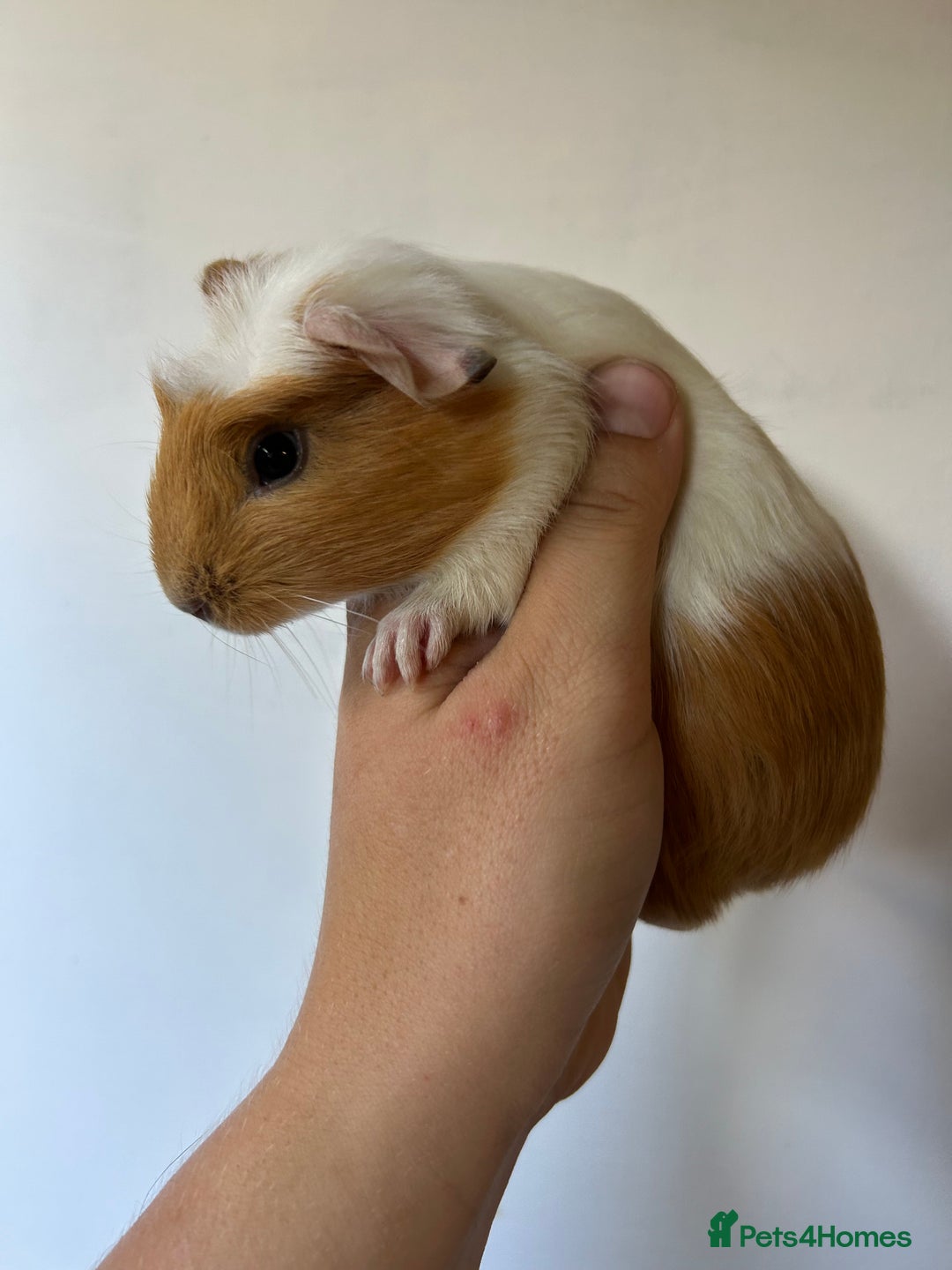 Guinea Pig rodents for sale: Beautiful Baby Guineapig For sale - Image 4