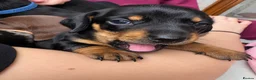 Miniature Dachshund dogs for sale: 🐾 LAST BOY LEFT - adorable miniature dachshund 🐾 - Advert 21