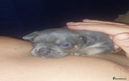 Mixed Breed dogs for sale: FRENCH BULLDOG X STAFFY  - Image 21